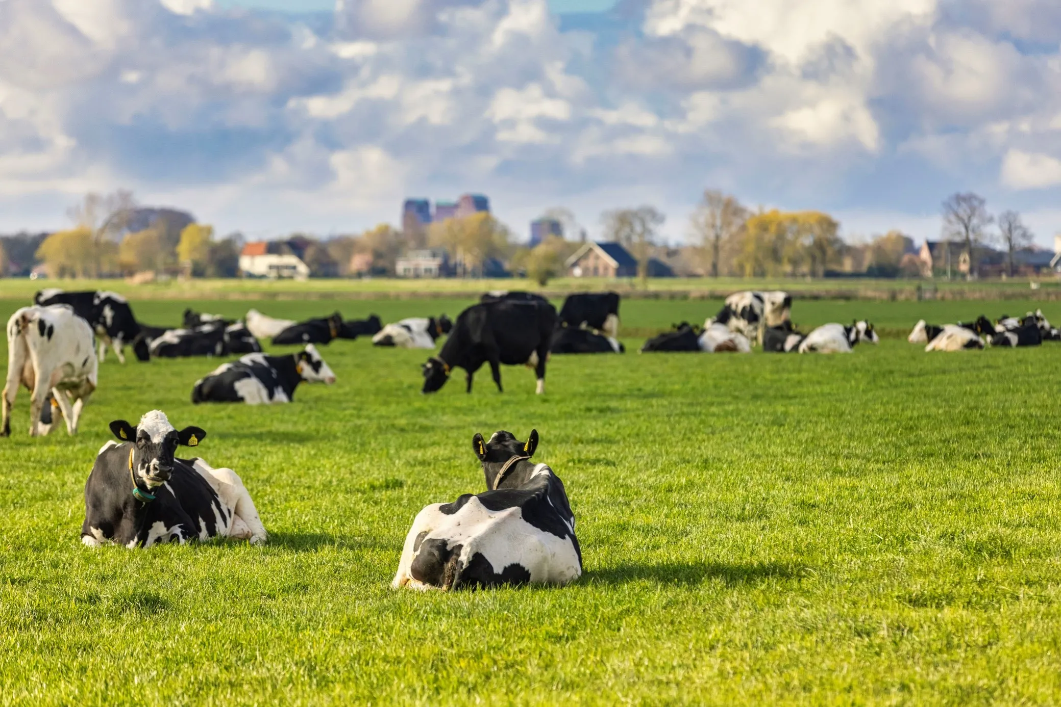 Sustainability sustainable dairy farming