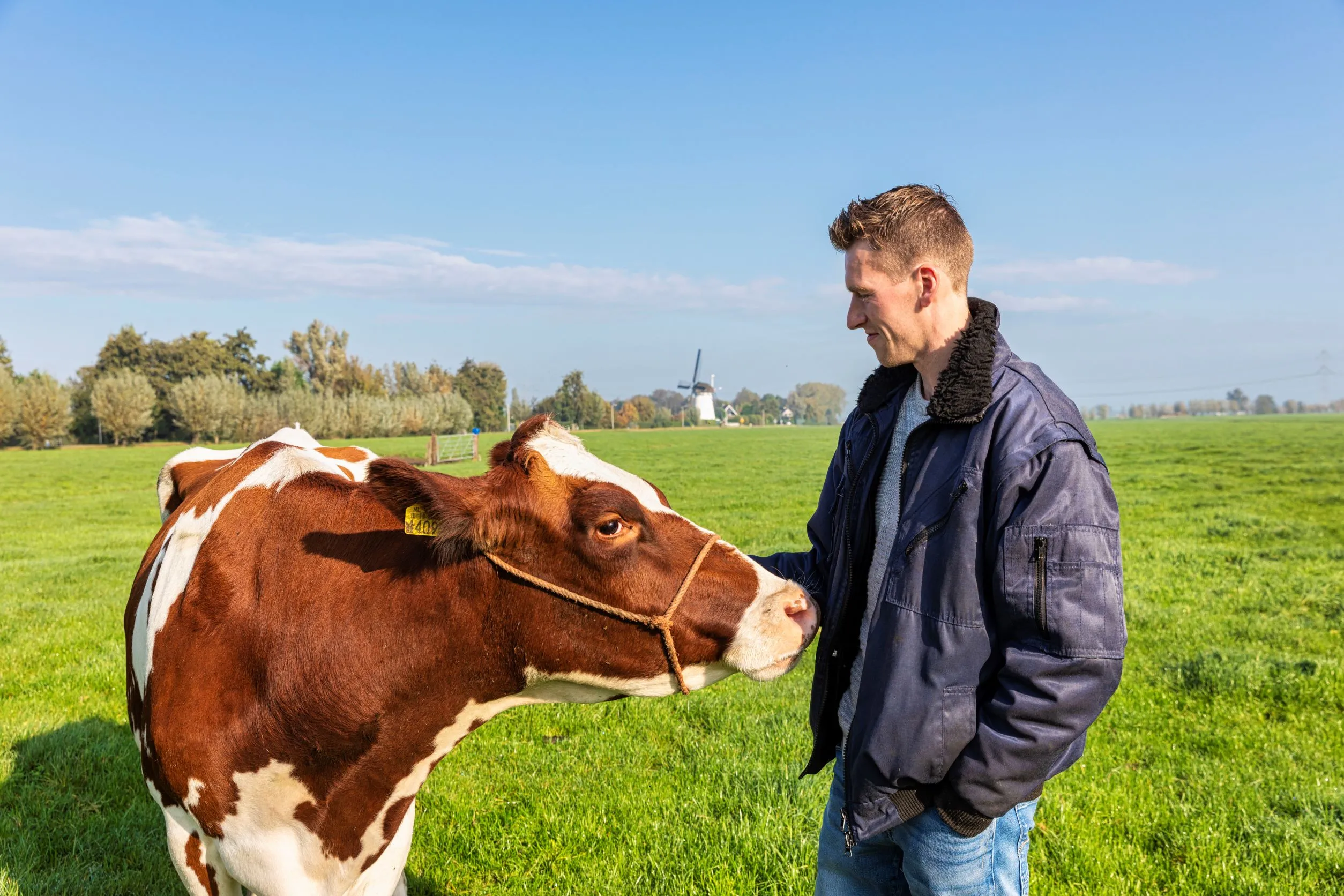 boer met koe