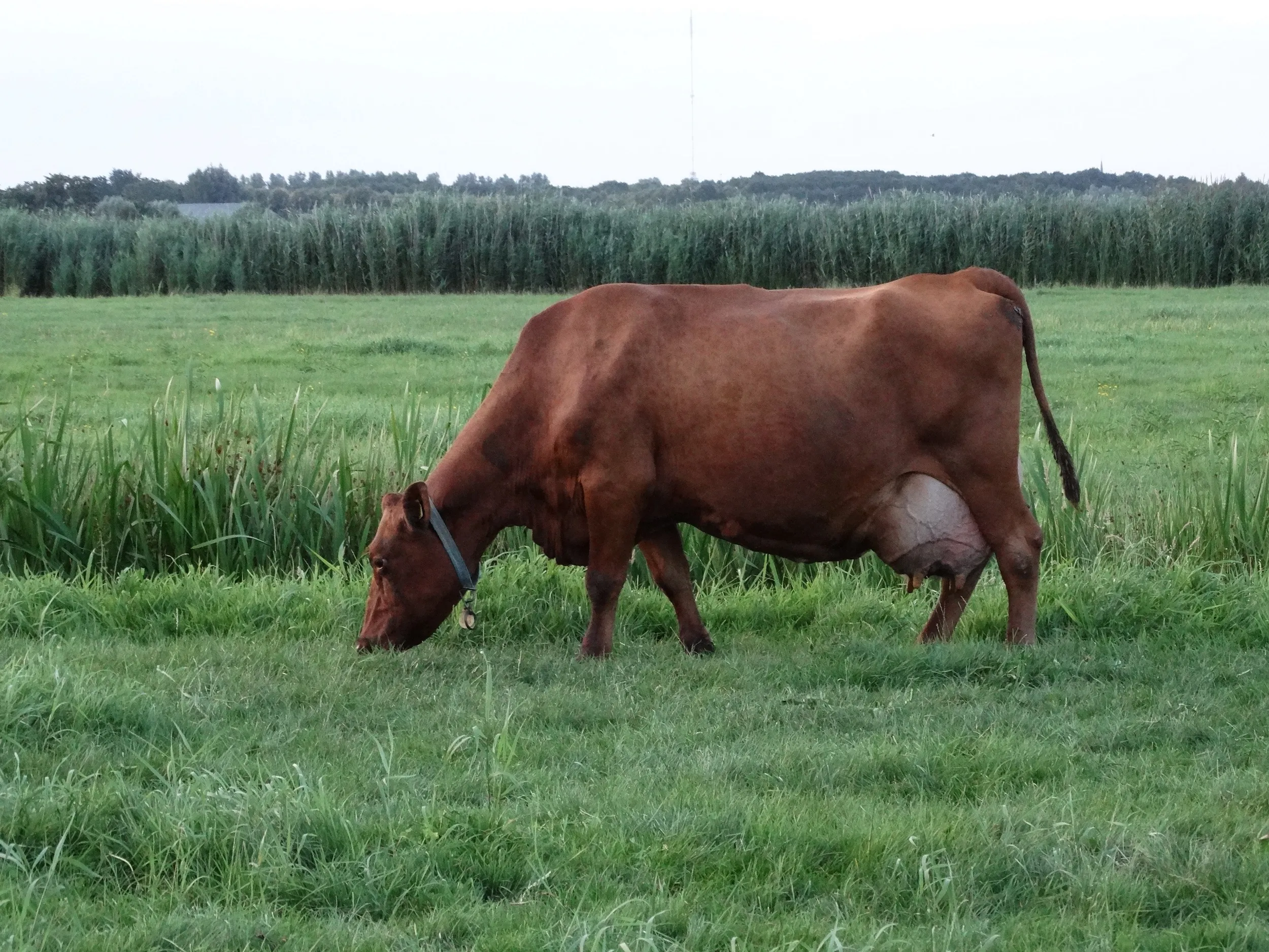 Topkoe Margriet 19 familie Oskam