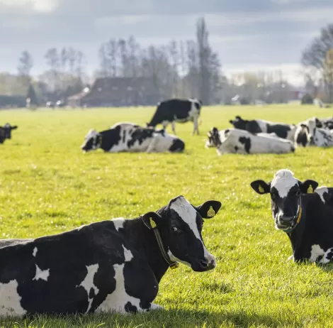 Sustainability pijler header duurzame melkveehouderij